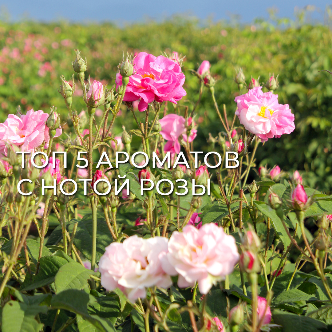 Топ 5 ароматов с нотой розы